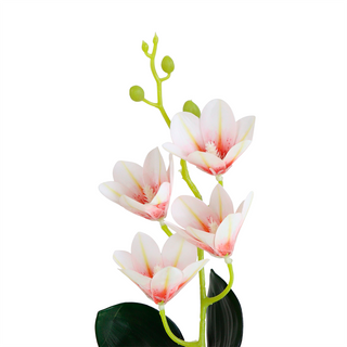 White Magnolia Flower