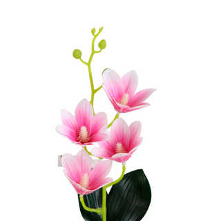 Pink Magnolia Flower