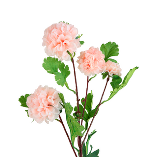 Light Pink Chrysanthemum Flower