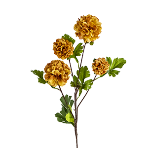 Peach Chrysanthemum Flower