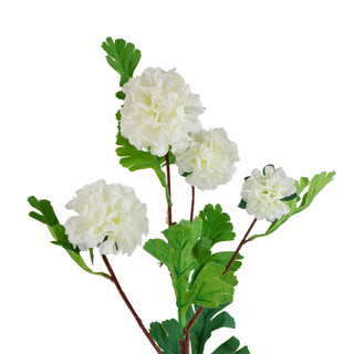 White Chrysanthemum Flower